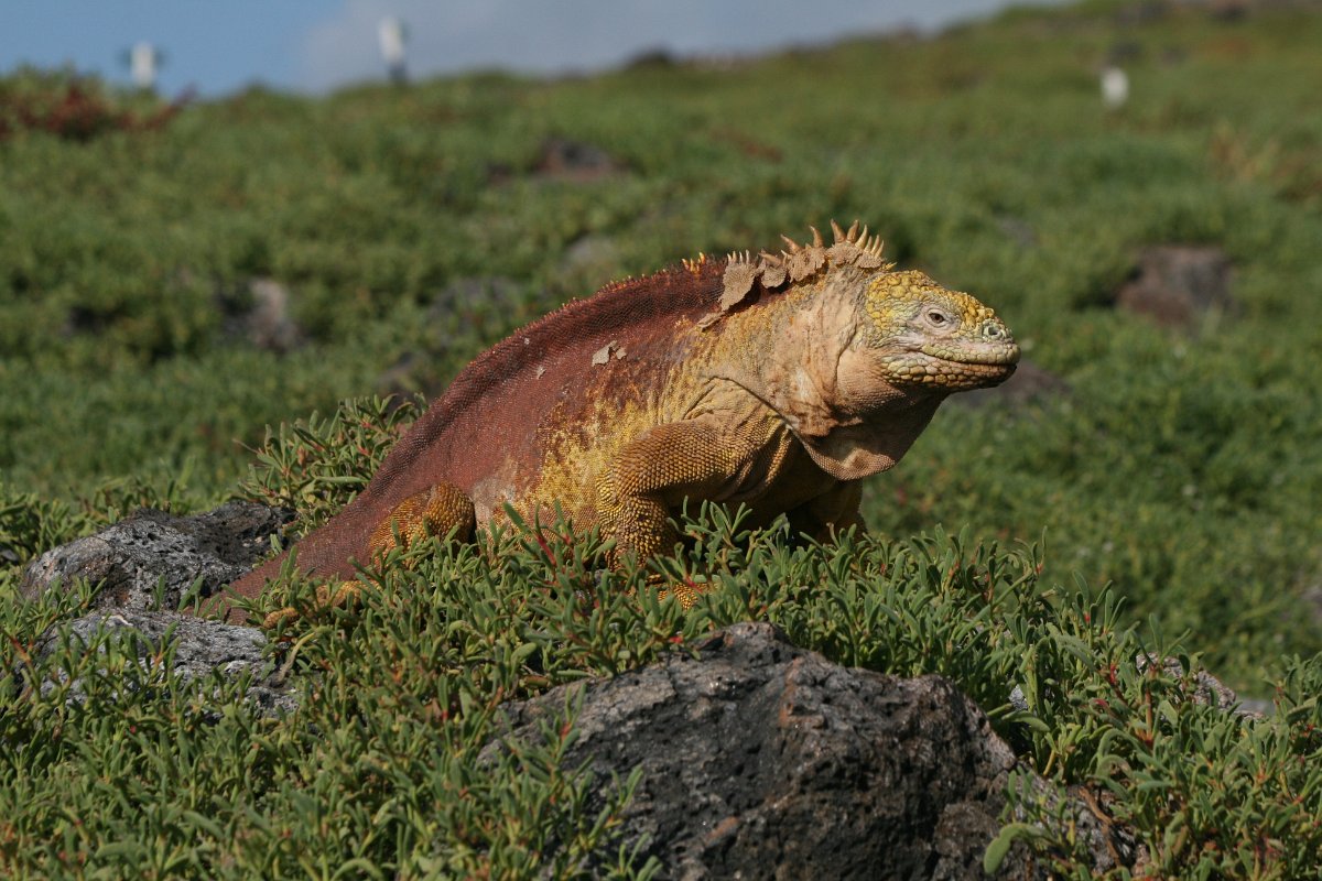 galapagos 023